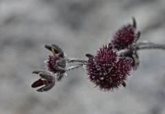 Cynoglossum sphacioticum