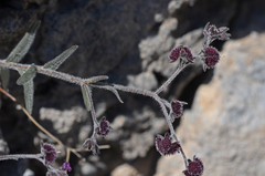 Cynoglossum sphacioticum