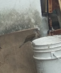 Turdus leucomelas