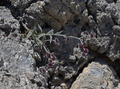 Cynoglossum sphacioticum