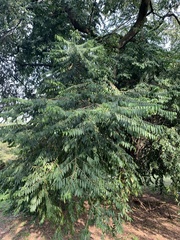 Cynophalla amplissima