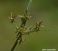 Cyperus flavescens