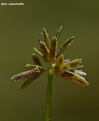 Cyperus flavescens