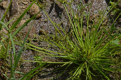 Cyperus flavescens