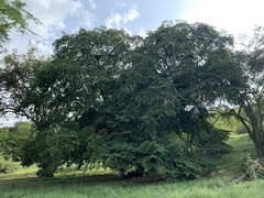 Cynophalla amplissima