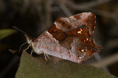 Lasiophila luna