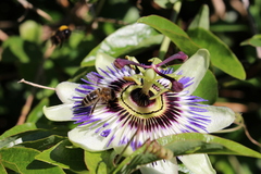 Apis mellifera