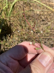 Acrocarpus (Acrosanthes)