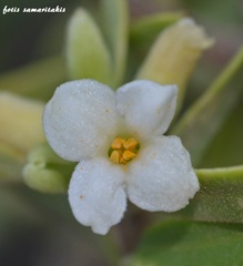 Daphne gnidioides