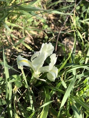 Iris palaestina
