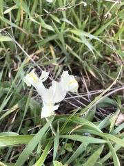 Iris palaestina