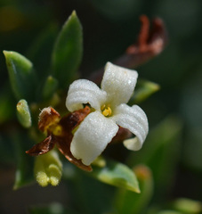 Daphne jarmilae