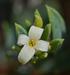 Daphne jarmilae