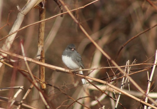 Dark-eyed Junco photographed in Rhode Island