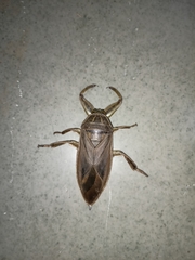 Lethocerus indicus