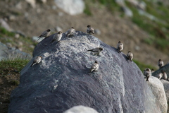 Leucosticte brandti
