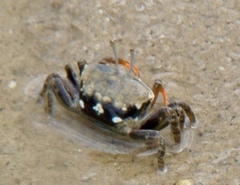 Gelasimini