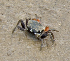 Gelasimini