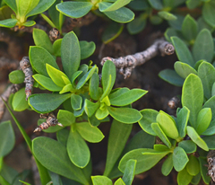 Daphne oleoides oleoides