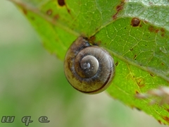 Gastropoda