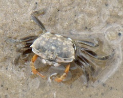 Gelasimini