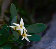 Daphne oleoides oleoides