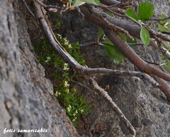 Daphne oleoides oleoides