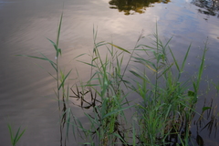 Phragmites australis