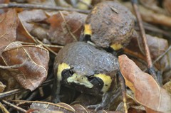 Breviceps mossambicus