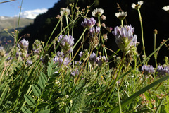 Astragalus leontinus