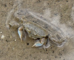 Macrophthalmidae