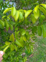 Cinnamomum osmophloeum