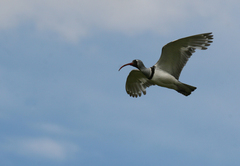 Ibidorhyncha struthersii