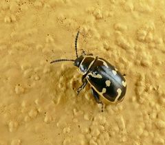 Kuschelina mathematica