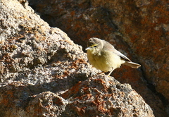 Phylloscopus griseolus
