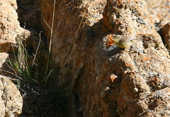 Phylloscopus griseolus