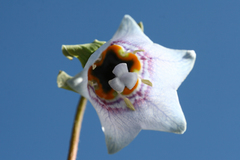 Codonopsis clematidea