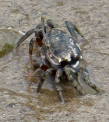 Gelasimini