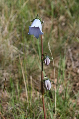 Codonopsis clematidea