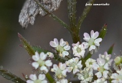 Daucus involucratus