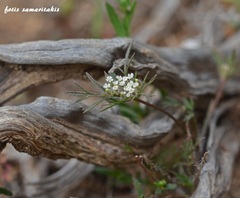 Daucus involucratus
