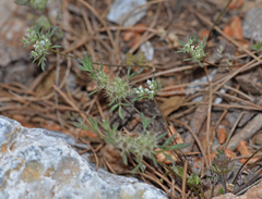 Daucus involucratus