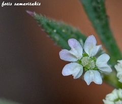 Daucus involucratus