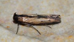 Elasmopalpus lignosella image