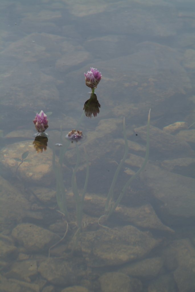 Chive leaves growing in a dense clump