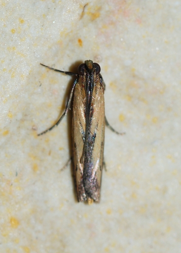Elasmopalpus lignosella image