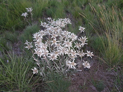 Leontopodium campestre
