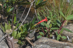 Augusta longifolia