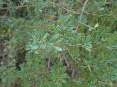 Searsia crenata