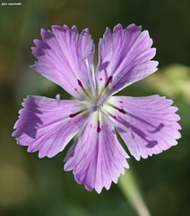Dianthus fruticosus creticus